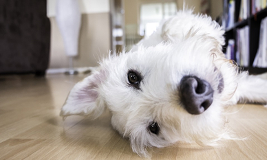Is Hybrid Flooring Good For Dogs?