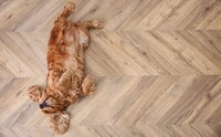 //5ororwxhjmorrij.ldycdn.com/cloud/ljBpkKkiRikSqooppmljk/Pet-Friendly-Flooring1.png