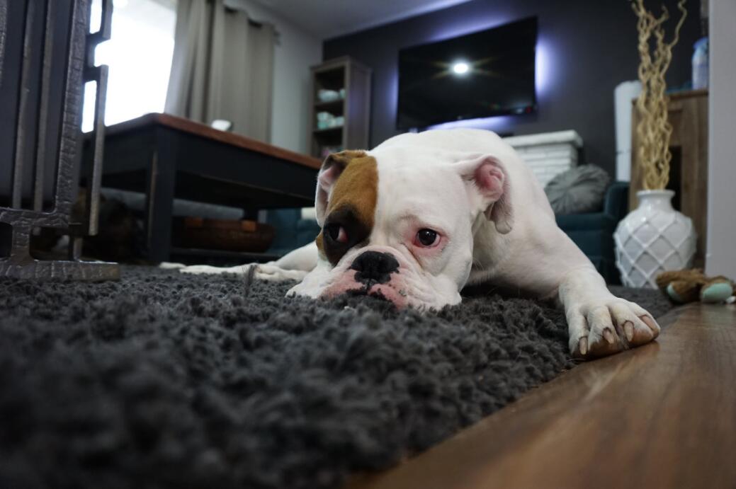 dog flooring